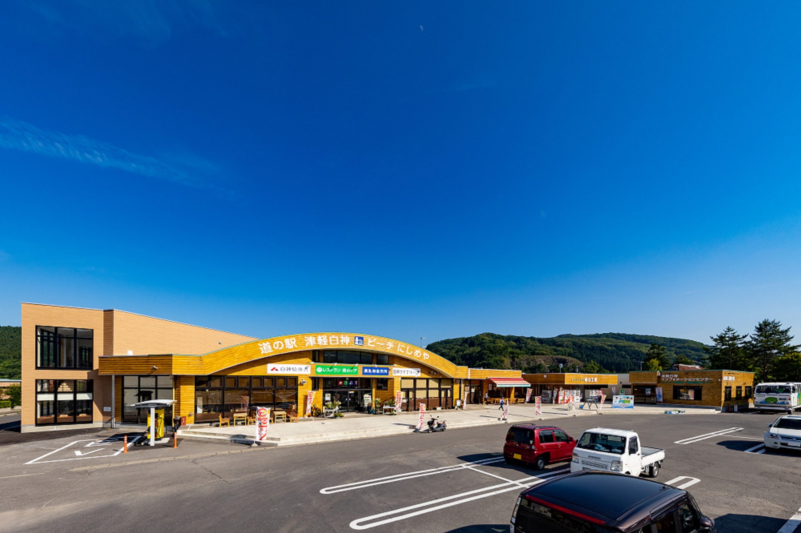 上大内沢自然観察教育林・コブ杉