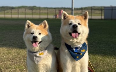 あきたいぬ大館能代空港長ハッシュタグキャンペーンのお知らせ💌