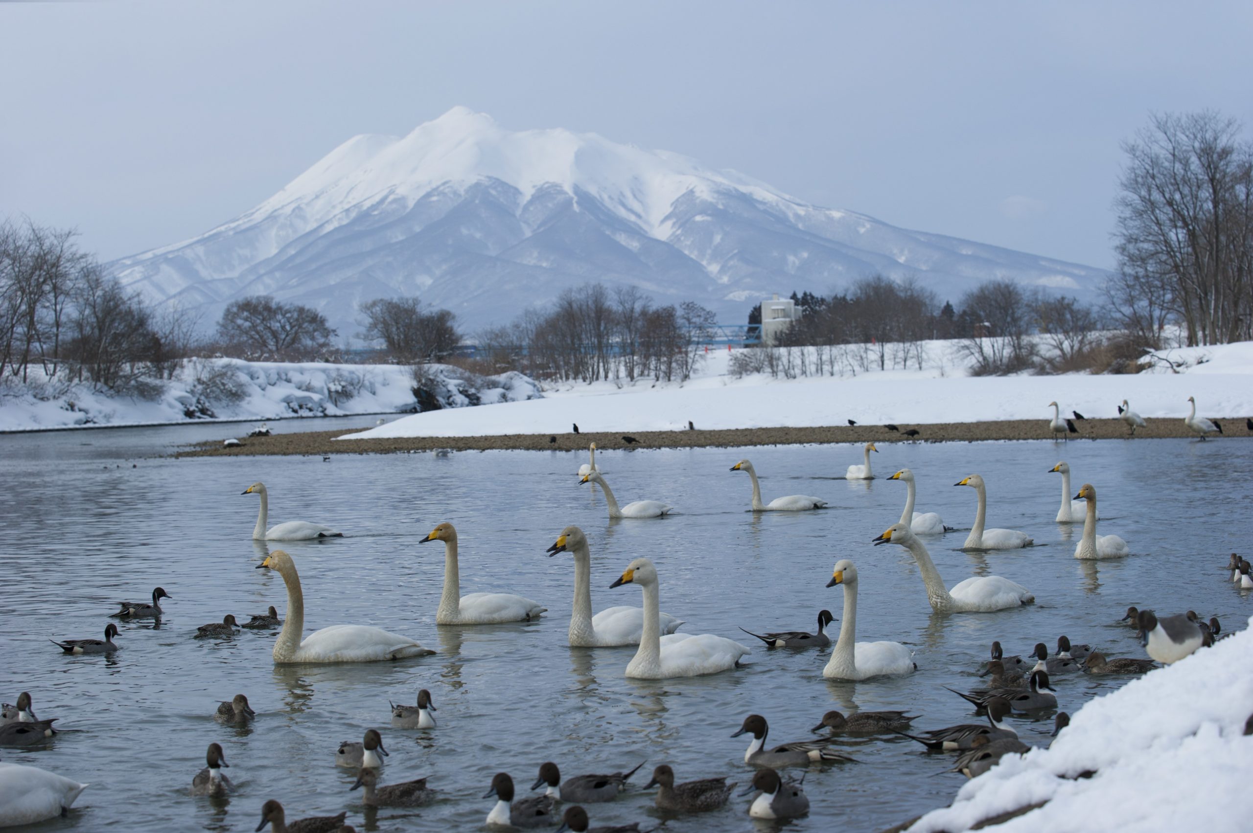 サイクリングまちあるき「りんご畑に浮かぶ町をかける」